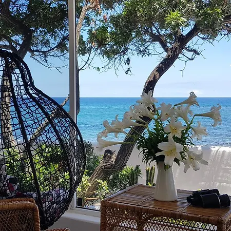 Loro 플라야 온다