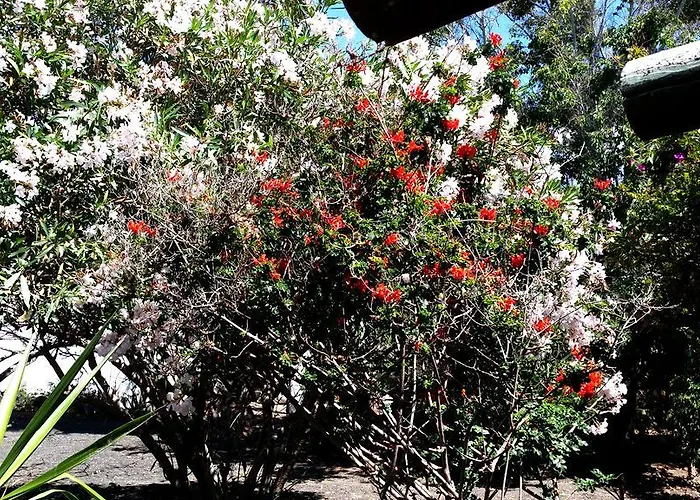 Loro Villa Playa Honda (Lanzarote)